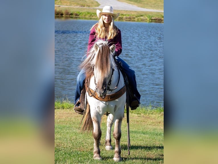 Caballo del fiordo noruego (Fjord) Caballo castrado 9 años 142 cm Buckskin/Bayo in Ghent, KY