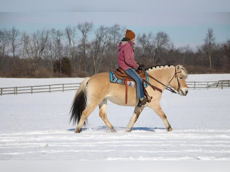 Caballo del fiordo noruego (Fjord) Caballo castrado 9 años 147 cm Buckskin/Bayo in Highland Mi