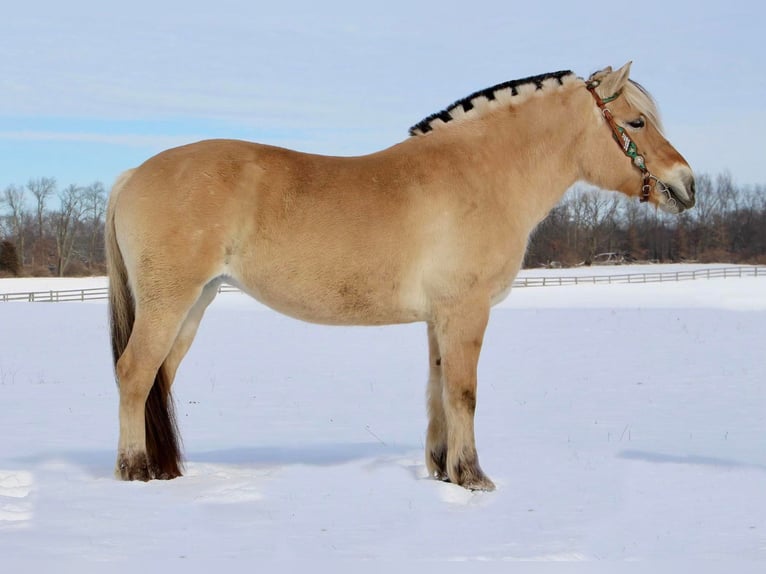 Caballo del fiordo noruego (Fjord) Caballo castrado 9 años 147 cm Buckskin/Bayo in Highland Mi