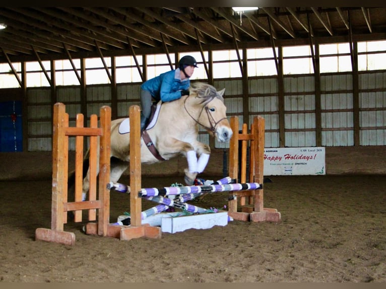 Caballo del fiordo noruego (Fjord) Caballo castrado 9 años 147 cm Buckskin/Bayo in Highland Mi