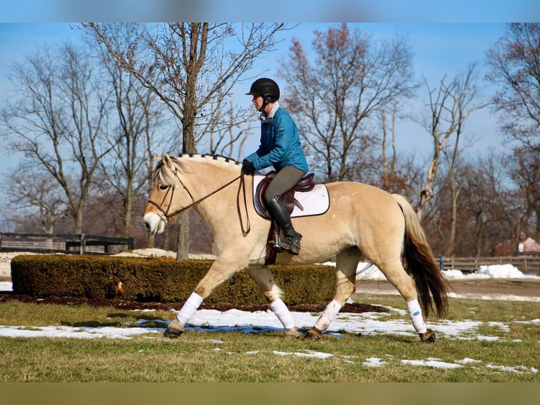 Caballo del fiordo noruego (Fjord) Caballo castrado 9 años 147 cm Buckskin/Bayo in Highland Mi