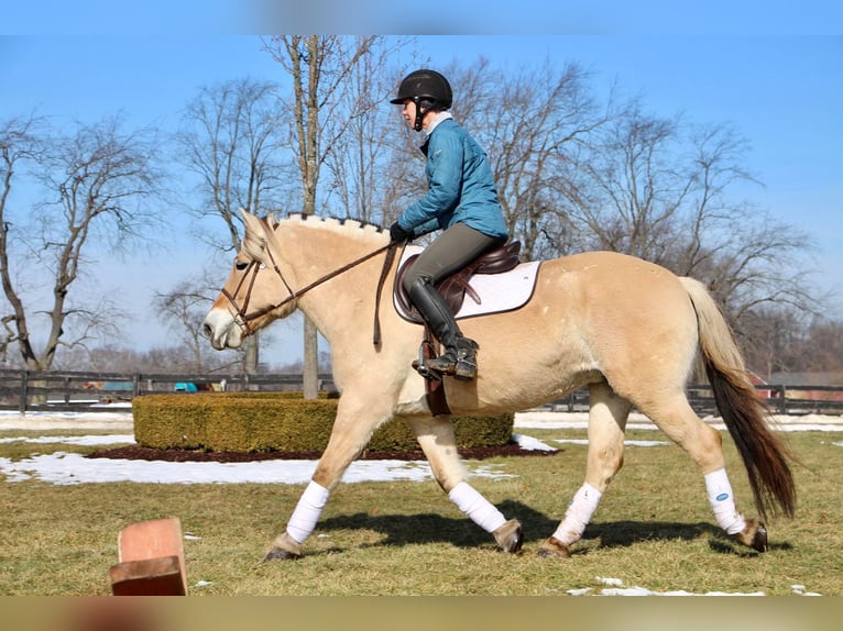 Caballo del fiordo noruego (Fjord) Caballo castrado 9 años 147 cm Buckskin/Bayo in Highland Mi