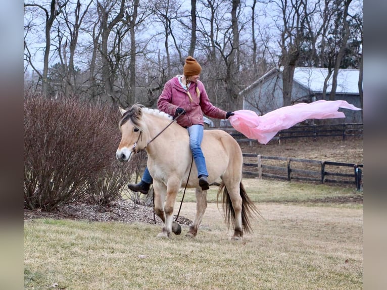 Caballo del fiordo noruego (Fjord) Caballo castrado 9 años 147 cm Buckskin/Bayo in Highland Mi