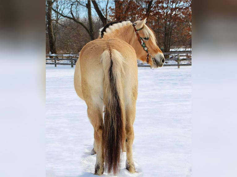 Caballo del fiordo noruego (Fjord) Caballo castrado 9 años 147 cm Buckskin/Bayo in Highland Mi