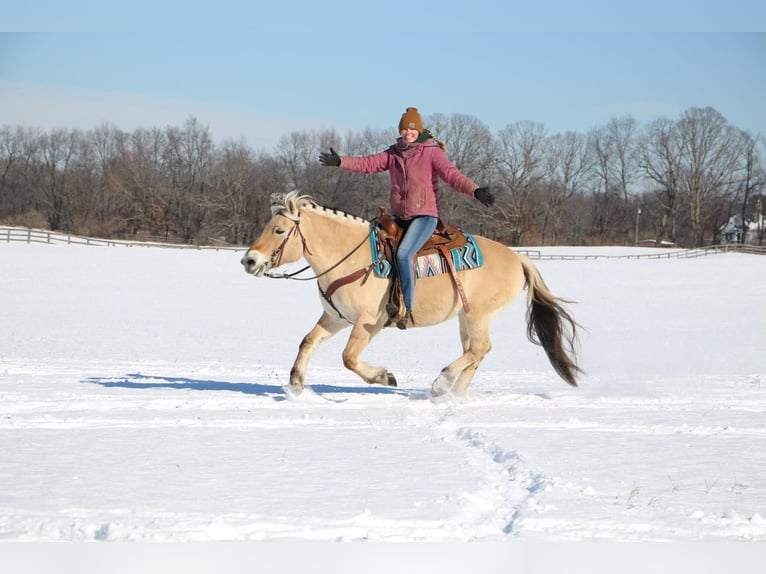 Caballo del fiordo noruego (Fjord) Caballo castrado 9 años 147 cm Buckskin/Bayo in Highland Mi