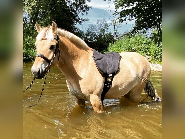 Caballo del fiordo noruego (Fjord) Caballo castrado 9 años 149 cm Bayo in Kaufbeuren