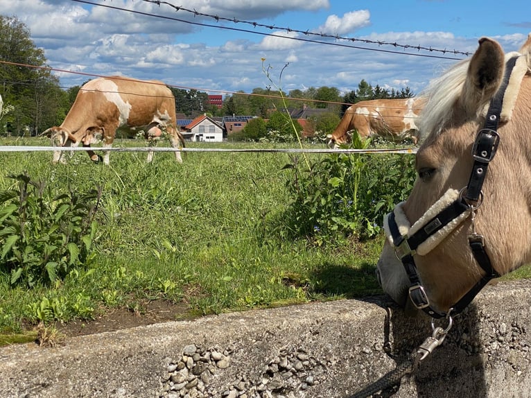 Caballo del fiordo noruego (Fjord) Caballo castrado 9 años 149 cm Bayo in Kaufbeuren