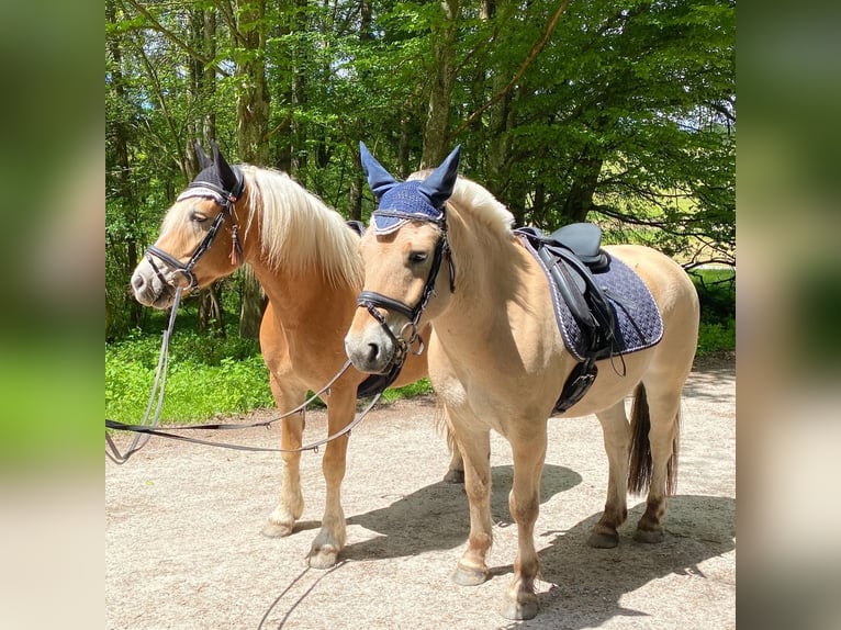 Caballo del fiordo noruego (Fjord) Caballo castrado 9 años 149 cm Bayo in Kaufbeuren