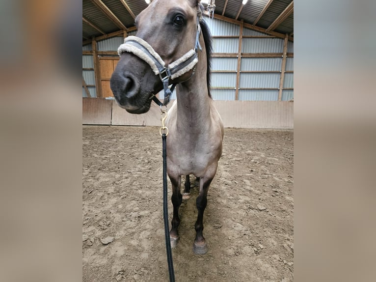 Caballo del fiordo noruego (Fjord) Mestizo Caballo castrado 9 años 155 cm Bayo in Immenstedt