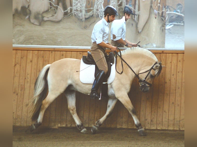 Caballo del fiordo noruego (Fjord) Semental 12 años 145 cm Bayo in Liebstadt