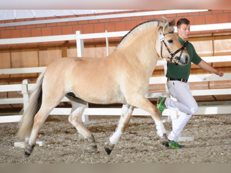 Caballo del fiordo noruego (Fjord) Semental 12 años 145 cm Bayo in Liebstadt