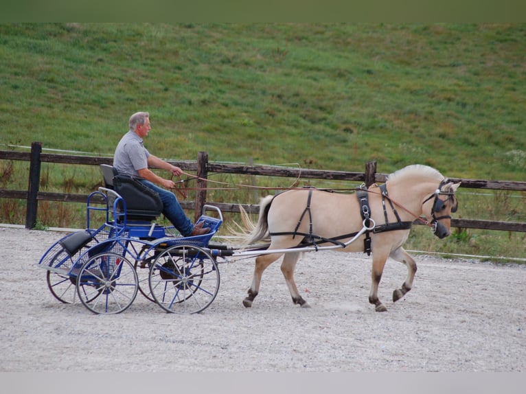 Caballo del fiordo noruego (Fjord) Semental 12 años 145 cm Bayo in Liebstadt