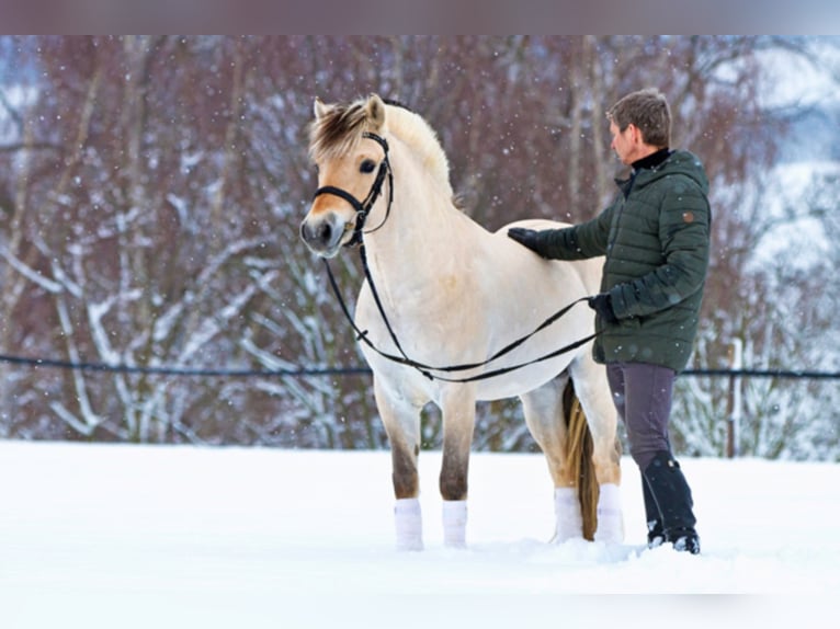 Caballo del fiordo noruego (Fjord) Semental 12 años 145 cm Bayo in Liebstadt