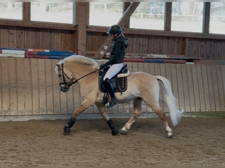 Caballo del fiordo noruego (Fjord) Semental 17 años 144 cm Bayo in Ostfildern