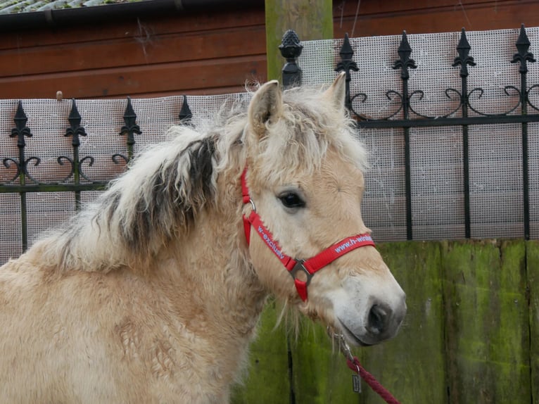 Caballo del fiordo noruego (Fjord) Semental 1 año 118 cm in Dorsten