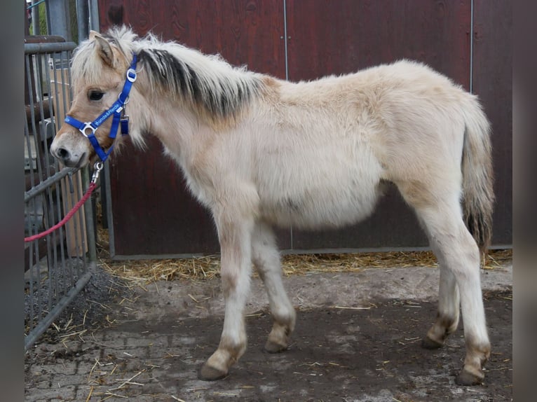 Caballo del fiordo noruego (Fjord) Semental 1 año 121 cm in Dorsten