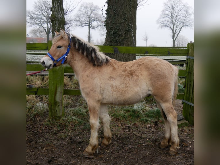 Caballo del fiordo noruego (Fjord) Semental 1 año 124 cm in Dorsten