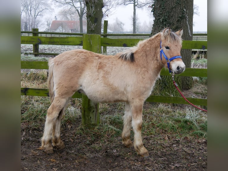 Caballo del fiordo noruego (Fjord) Semental 1 año 124 cm in Dorsten