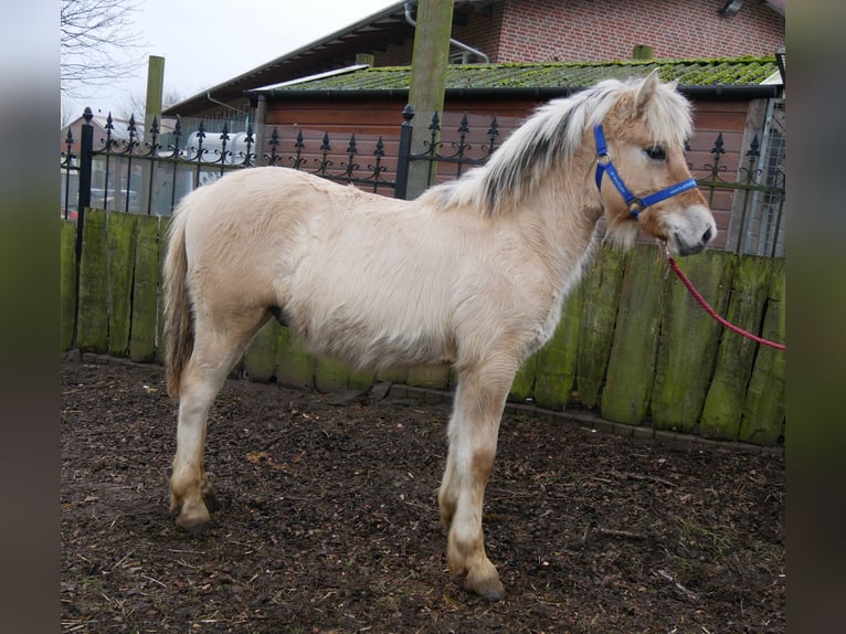 Caballo del fiordo noruego (Fjord) Semental 1 año 126 cm in Dorsten