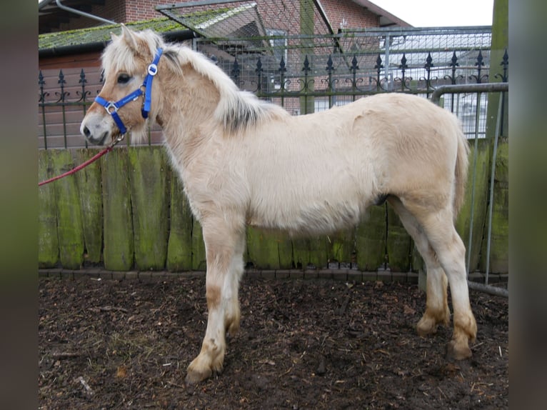 Caballo del fiordo noruego (Fjord) Semental 1 año 126 cm in Dorsten