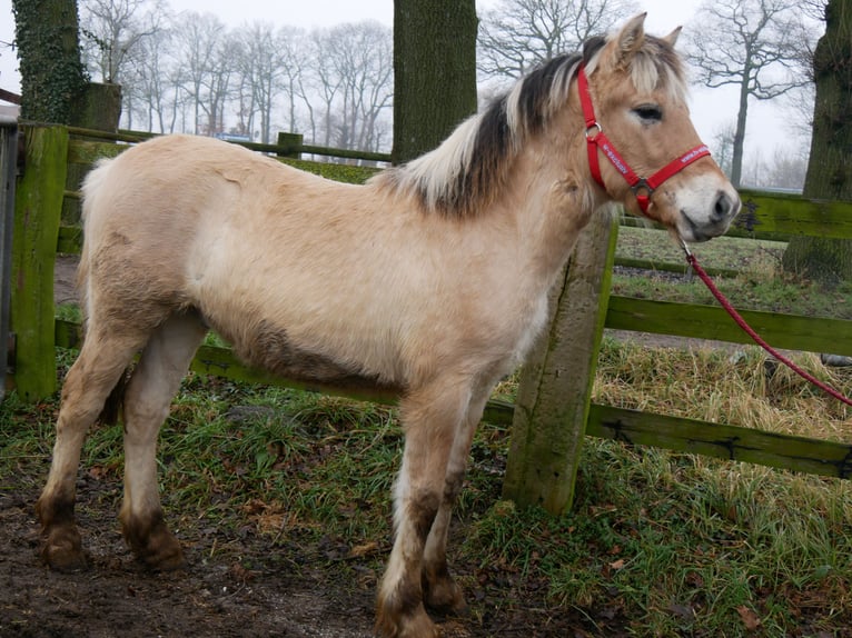 Caballo del fiordo noruego (Fjord) Semental 1 año 131 cm in Dorsten