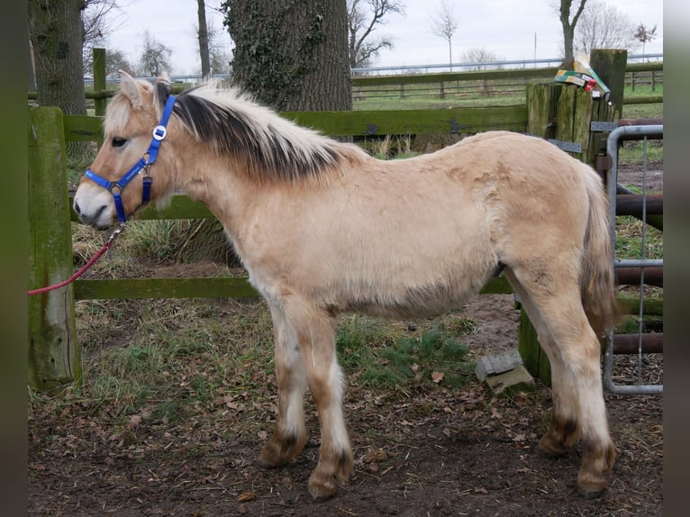 Caballo del fiordo noruego (Fjord) Semental 1 año 131 cm in Dorsten