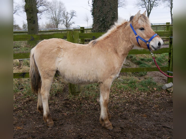 Caballo del fiordo noruego (Fjord) Semental 1 año 131 cm in Dorsten