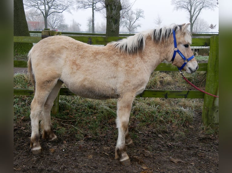 Caballo del fiordo noruego (Fjord) Semental 1 año 132 cm in Dorsten