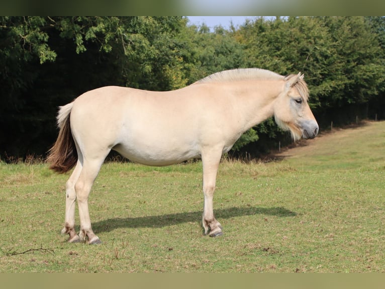 Caballo del fiordo noruego (Fjord) Semental 1 año 135 cm Bayo in Alt Duvenstedt