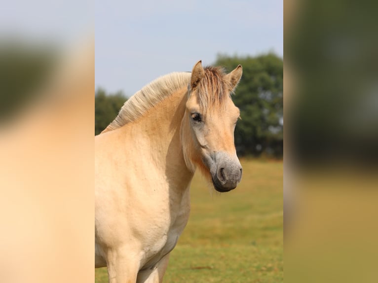 Caballo del fiordo noruego (Fjord) Semental 1 año 135 cm Bayo in Alt Duvenstedt