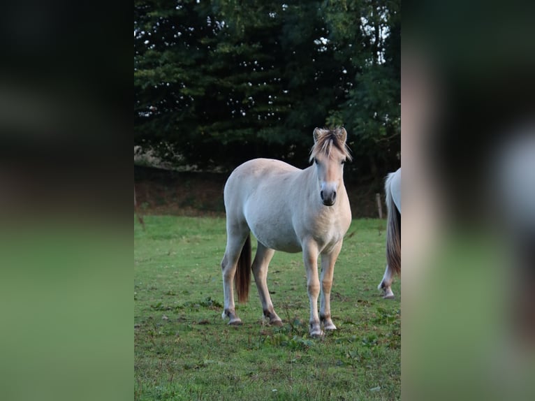 Caballo del fiordo noruego (Fjord) Semental 1 año 135 cm Bayo in Alt Duvenstedt