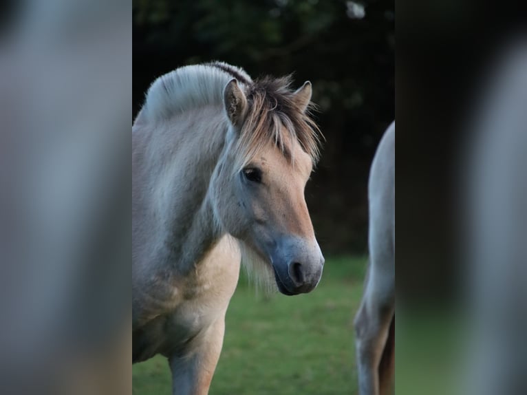 Caballo del fiordo noruego (Fjord) Semental 1 año 135 cm Bayo in Alt Duvenstedt