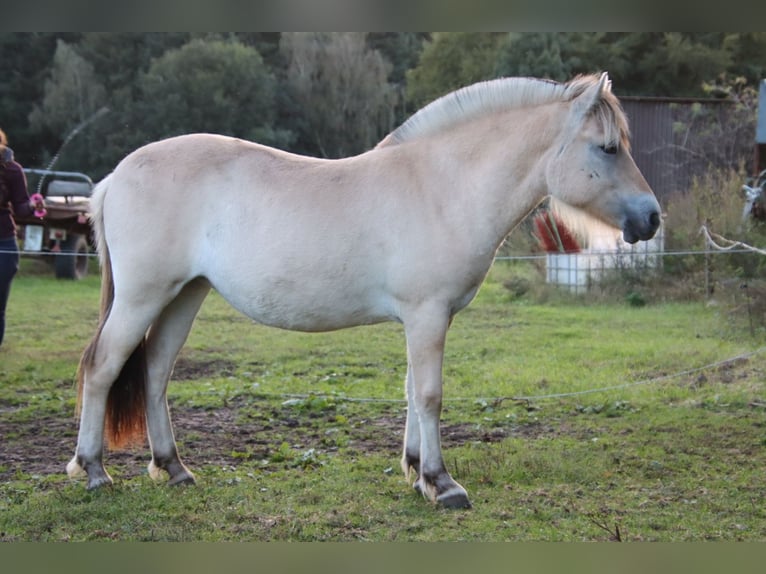 Caballo del fiordo noruego (Fjord) Semental 1 año 135 cm Bayo in Alt Duvenstedt