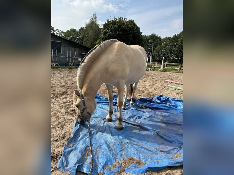 Caballo del fiordo noruego (Fjord) Semental 1 año 135 cm Bayo in Alt Duvenstedt