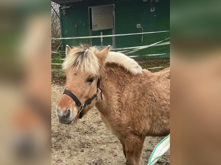 Caballo del fiordo noruego (Fjord) Semental 1 año 145 cm Bayo in Gerolsbach