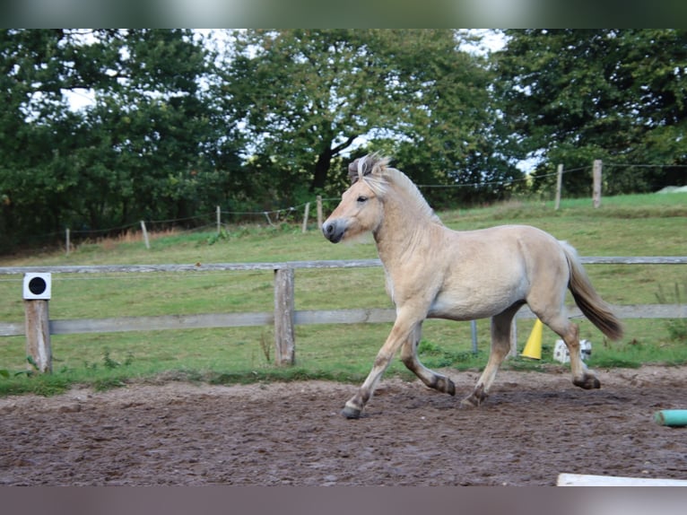 Caballo del fiordo noruego (Fjord) Semental 1 año 145 cm Bayo in Alt Duvenstedt