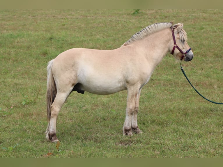 Caballo del fiordo noruego (Fjord) Semental 1 año 145 cm Bayo in Alt Duvenstedt