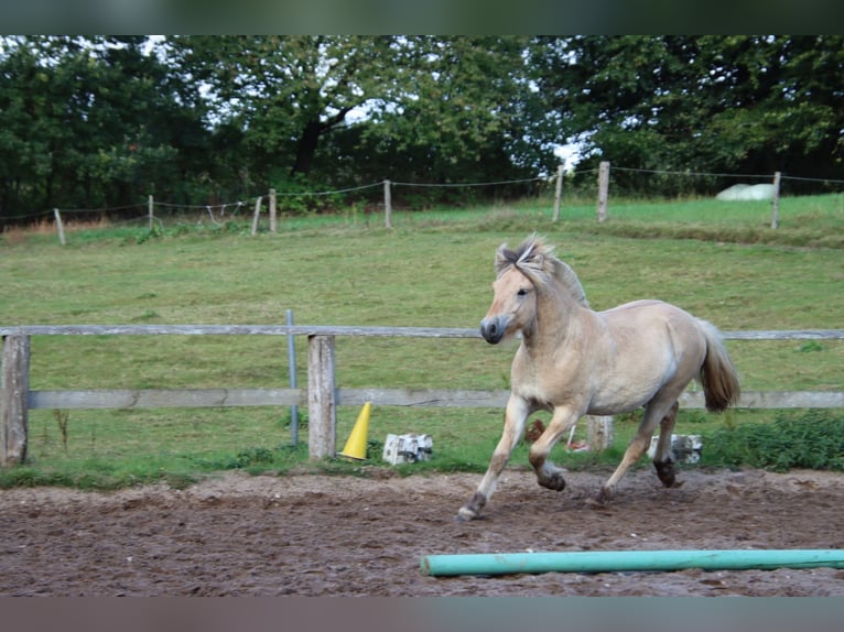 Caballo del fiordo noruego (Fjord) Semental 1 año 145 cm Bayo in Alt Duvenstedt