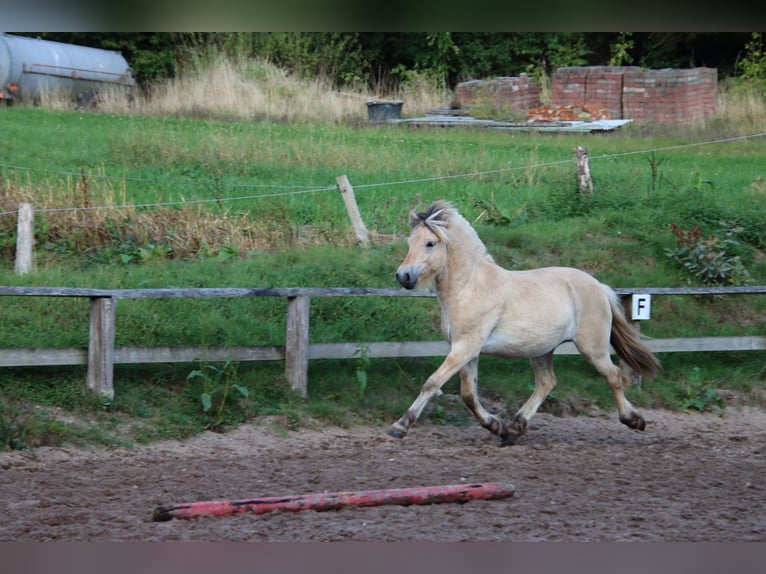 Caballo del fiordo noruego (Fjord) Semental 1 año 145 cm Bayo in Alt Duvenstedt