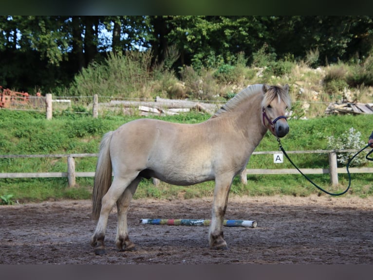 Caballo del fiordo noruego (Fjord) Semental 1 año 145 cm Bayo in Alt Duvenstedt