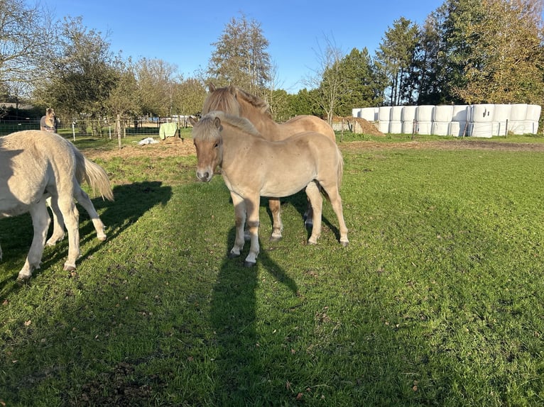 Caballo del fiordo noruego (Fjord) Semental 1 año 145 cm Castaño rojizo in Hijken