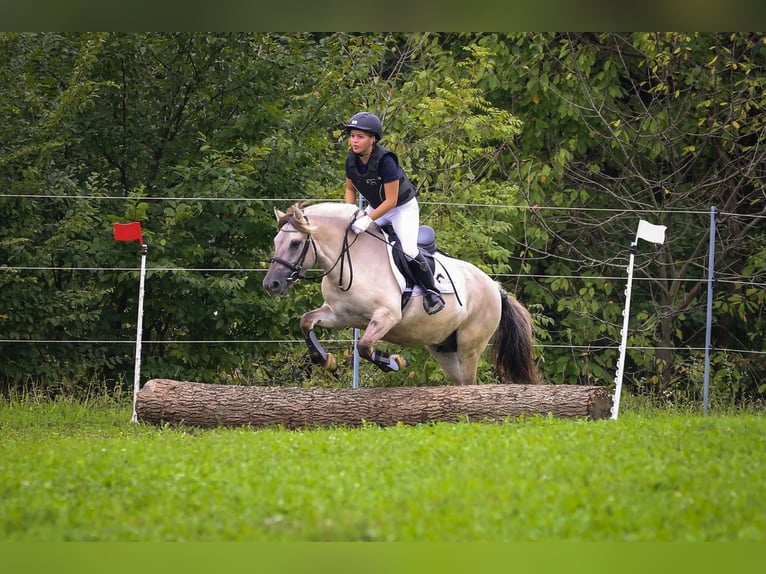 Caballo del fiordo noruego (Fjord) Semental 1 año 147 cm Bayo in Grein