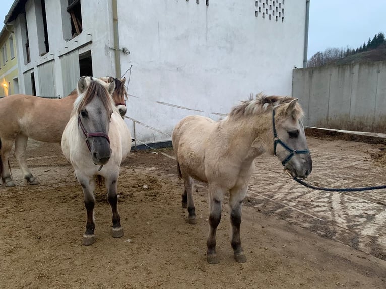 Caballo del fiordo noruego (Fjord) Semental 1 año 147 cm Bayo in Grein