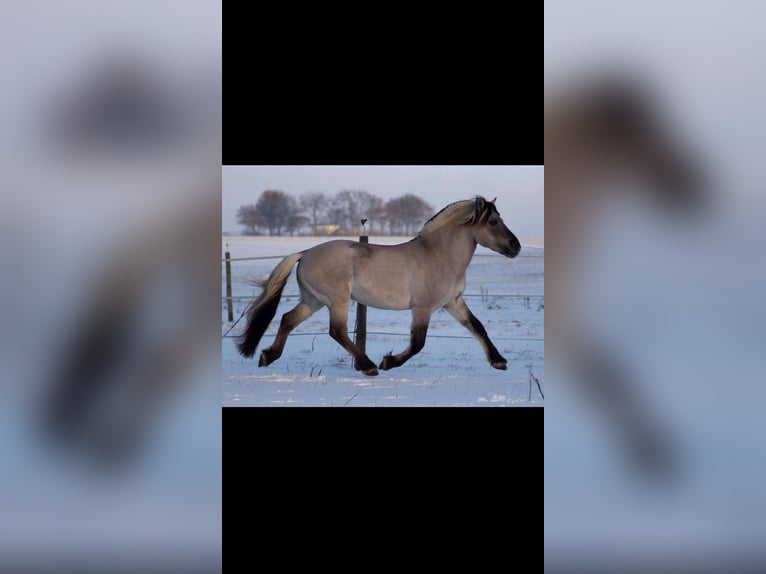 Caballo del fiordo noruego (Fjord) Semental 1 año 147 cm Bayo in Grein