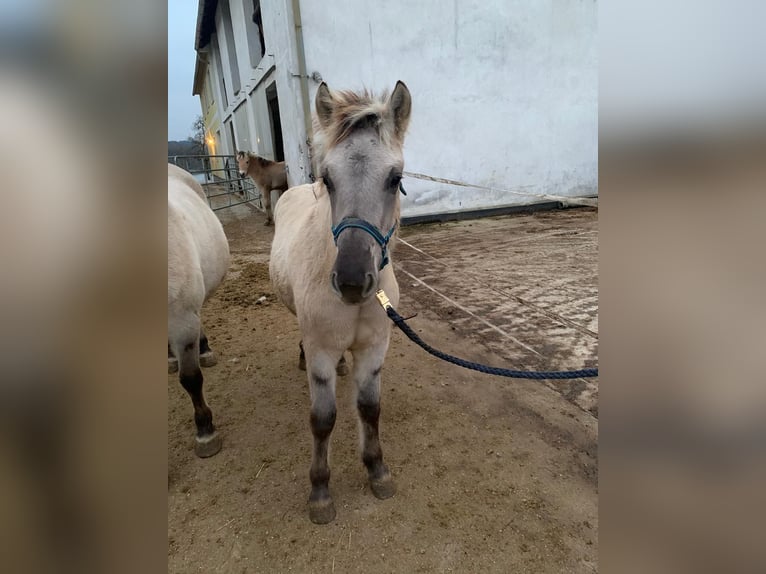 Caballo del fiordo noruego (Fjord) Semental 1 año 147 cm Bayo in Grein