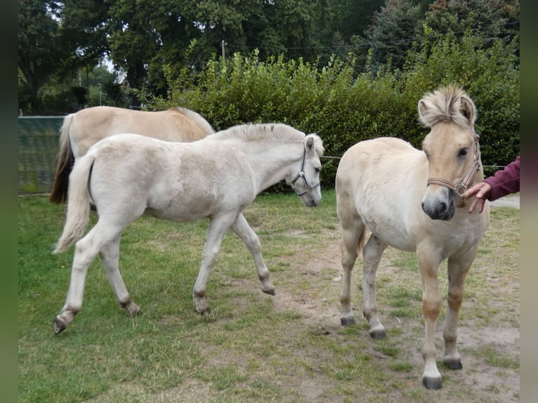 Caballo del fiordo noruego (Fjord) Semental 1 año 147 cm in Lübtheen OT Langenheide