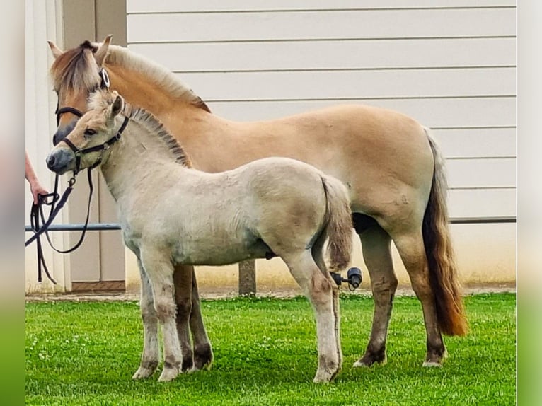 Caballo del fiordo noruego (Fjord) Semental 1 año 147 cm in Lübtheen OT Langenheide