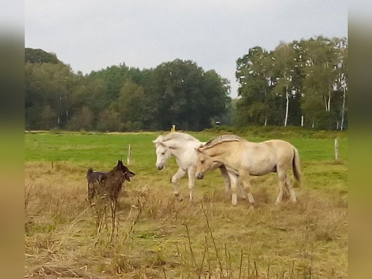 Caballo del fiordo noruego (Fjord) Semental 1 año 147 cm in Lübtheen OT Langenheide