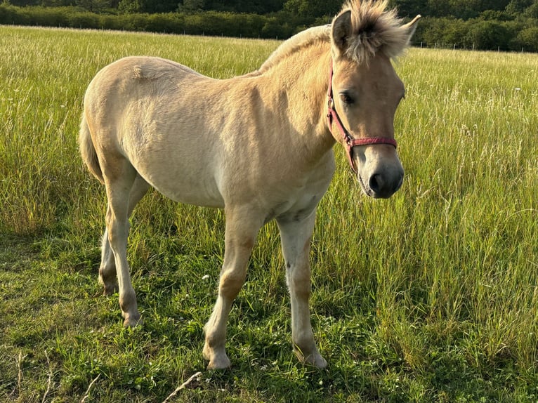 Caballo del fiordo noruego (Fjord) Semental 1 año Bayo in Kamien Slaski