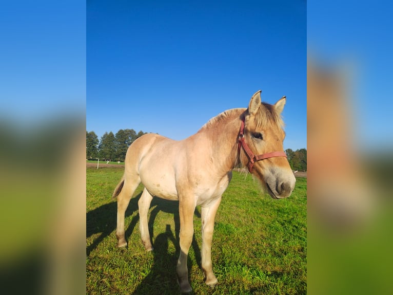 Caballo del fiordo noruego (Fjord) Semental 1 año Red Dun/Cervuno in Kębłowo